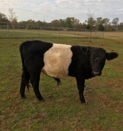 Malo - FS 0 - Belted Galloway (SOLD) - Bull DOB 8-22-14