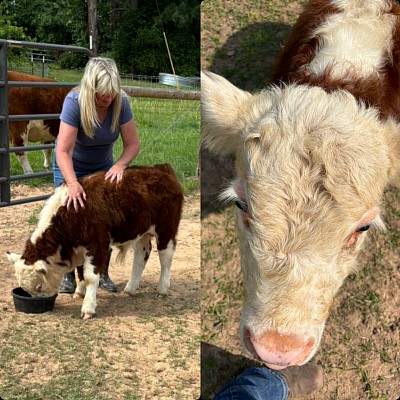 Rocky - Mini Hereford Bull Calf - $1200