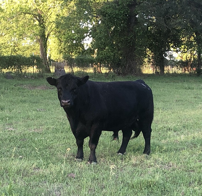 Mini Hereford & Lowline (Aberdeen) Angus Semen For Sale