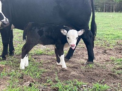 Tucker - 3/4 Mini Hereford - $1000 - SOLD Pending Pickup