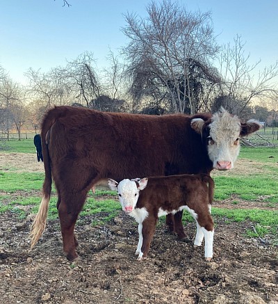 Grace - 7/8 Mini Hereford Heifer - $1750 - SOLD Pending Pickup