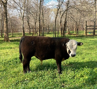 Lil’ Ricky - 3/4 Mini Hereford bull calf - $1000 - SOLD Pending Pickup