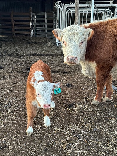 Lola’s Lynx - Registered Mini Hereford Steer Calf - $1000 - SOLD Pending Pickup