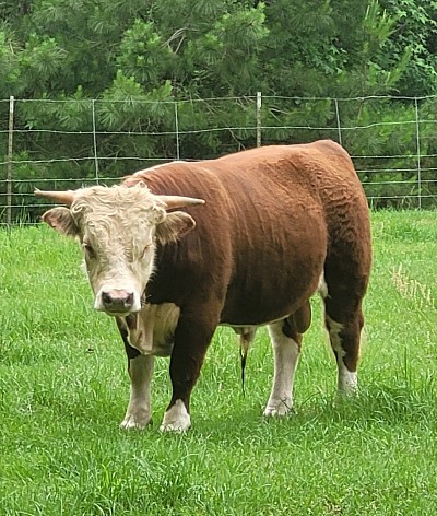 800 Ranch Mighty Lil Oliver - Registered Mini Hereford Bull - $1300