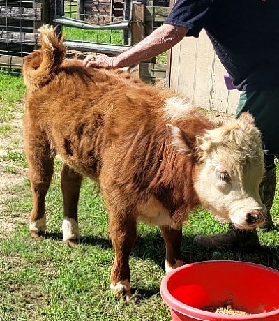800 Ranch Mighty Lil Rocky - Registered Mini Hereford Bull Calf - $1300