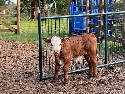 Rex - 3/4 Mini Hereford 1/4 Belted Galloway Bull Calf - $1000