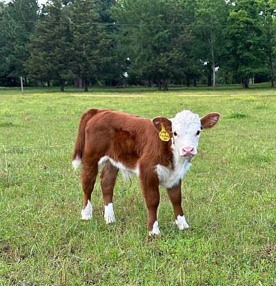 OMA Festus - Registered Polled Mini Hereford Bull calf - $1600