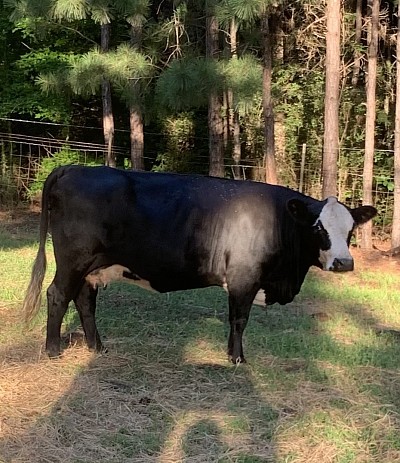 Ellie - Bred 4 year old Cow due November - $2250
