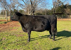 OLD Esther E789 - FF 34767 - Registered Fullblood Lowline (Aberdeen) Angus - DOB 9/29/17