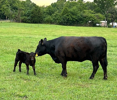 OMA Sasha - Registered Fullblood Aberdeen Angus Heifer - $2000 - SOLD Pending Pickup