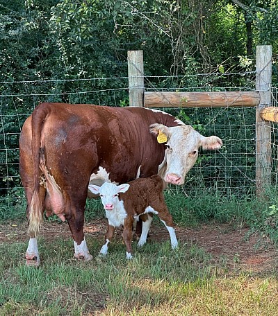 OMA Loretta Lynn - Registered Mini Hereford Heifer - $2500