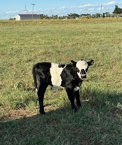 BoDuke - Panda Bull Calf - $1400 - SOLD Pending Pickup