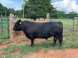 DC Turbo - Registered Fullblood Aberdeen (Lowline) Angus Bull