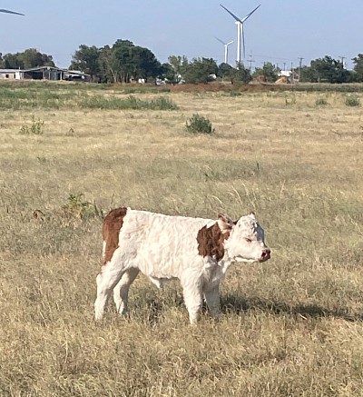 Magnolia - Mini Heifer - $2200