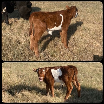 Rose - Mini Heifer - $2000 - SOLD Pending Pickup