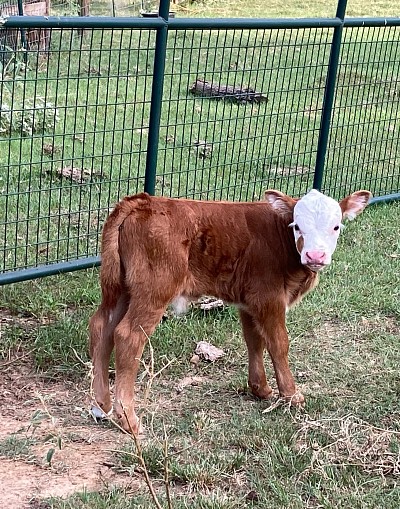 Redford - 3/4 Mini Hereford - $1000 - SOLD Pending Pickup