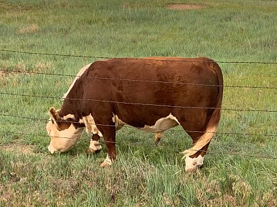 B&B Champ - Registered Polled Mini Hereford Bull - $1200