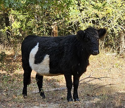 Lacee - Belted Galloway - $1500