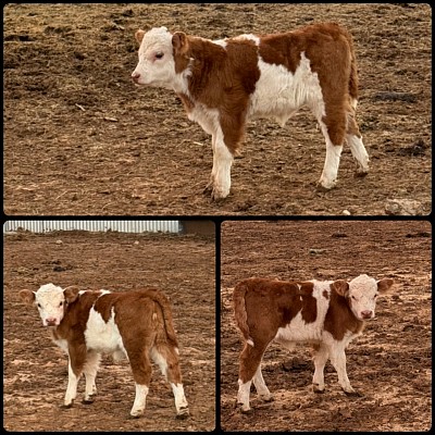 Butterlove - Cosssbred Belted Heifer - $2400 - Sold Pending Pickup