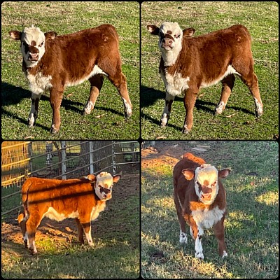 Hocus Pocus - 3/4 Mini Hereford heifer - $1600