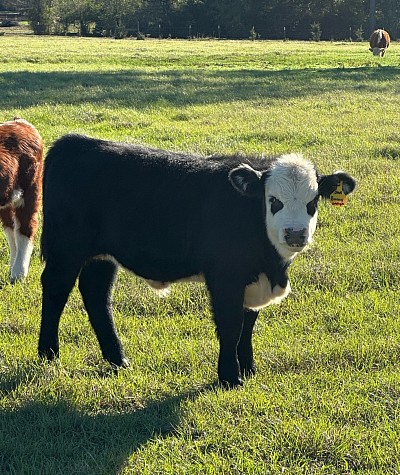 Bunny - Unregistered crossbred 3/4 Mini Heifer - $1600