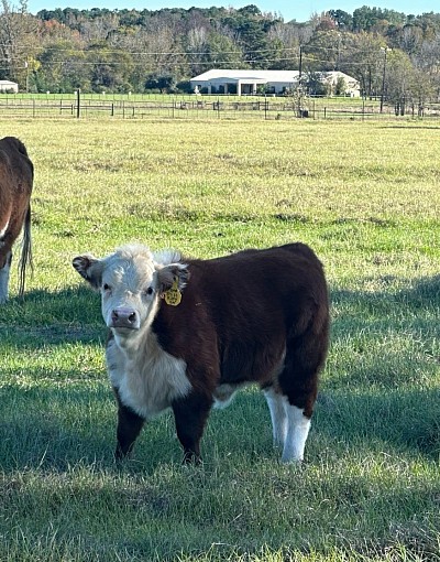 OMA Miss Kitty - Registered Mini Hereford Heifer - $2500