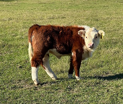 OMA Loretta Lynn - Registered Mini Hereford Heifer - $2500