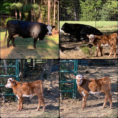 Ellie Mae & Lucy - $2800