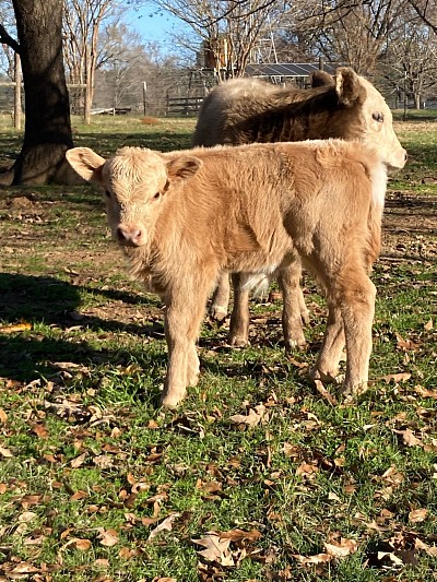 Tanner - 3/4 Mini Cross Bull calf - $1000