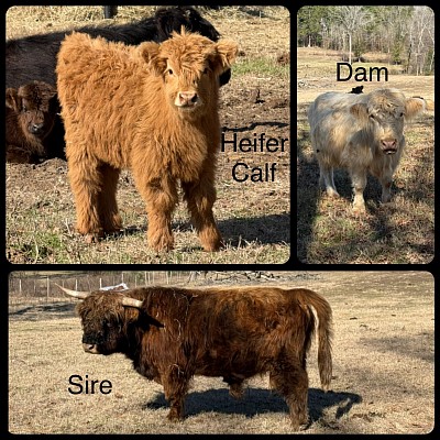 Mini Highland Heifer Calf - $6000