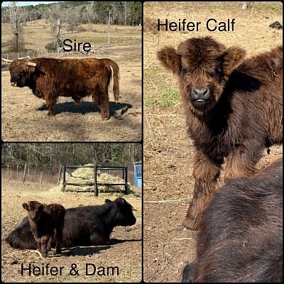 Mini Highland Heifer Calf Dare- $4000