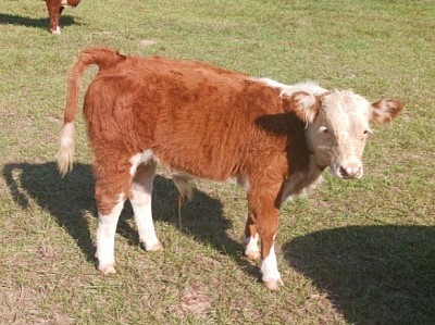 800 Ranch Mighty Lil Stewart - Registered Mini Hereford Bull Calf - $1300