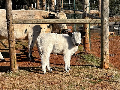 OMA Coco Chanel - British White Lowline cross heifer - $2000 - SOLD Pending Pickup