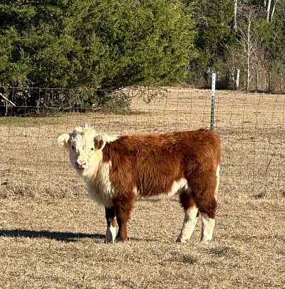 OMA Loretta Lynn - Registered Mini Hereford Heifer - $2500