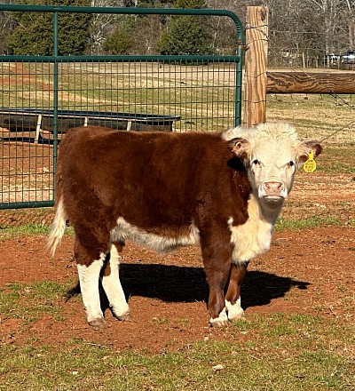 OMA Miss Kitty - Registered Mini Hereford Heifer - $2500